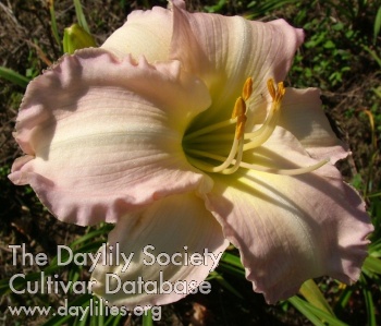 Daylily Abiding Goddess